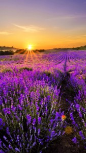 lavendar-sunrise